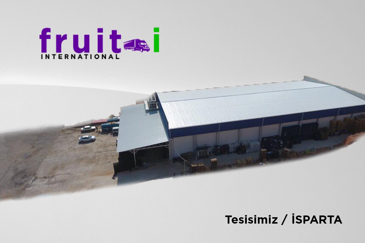 tesis